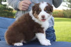 Small Photo #1 Australian Shepherd Puppy For Sale in DONOVAN, IL, USA