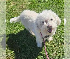 Poodle (Miniature) Dogs for adoption in Camarillo, CA, USA