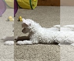 Small #2 Chinese Crested