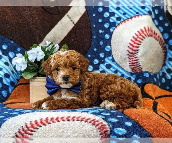 Medium Photo #6 Poodle (Toy)-ShihPoo Mix Puppy For Sale in LINCOLN UNIVERSITY, PA, USA