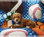 Small Photo #6 Poodle (Toy)-ShihPoo Mix Puppy For Sale in LINCOLN UNIVERSITY, PA, USA