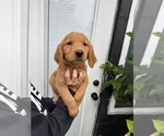Puppy Rollie Golden Retriever