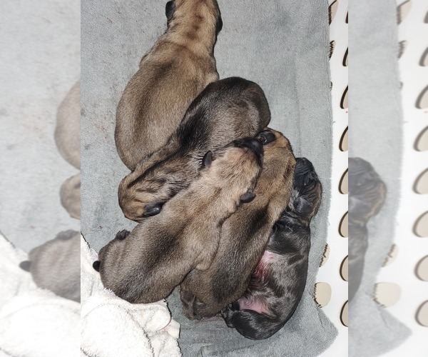 Medium Photo #8 Mastiff Puppy For Sale in INDIANAPOLIS, IN, USA