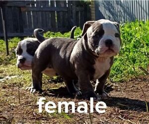 American Bully Puppy for Sale in CHANDLER, Arizona USA
