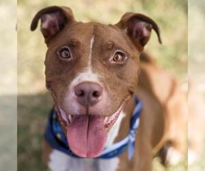 Labrador Retriever Dogs for adoption in San Antonio, TX, USA