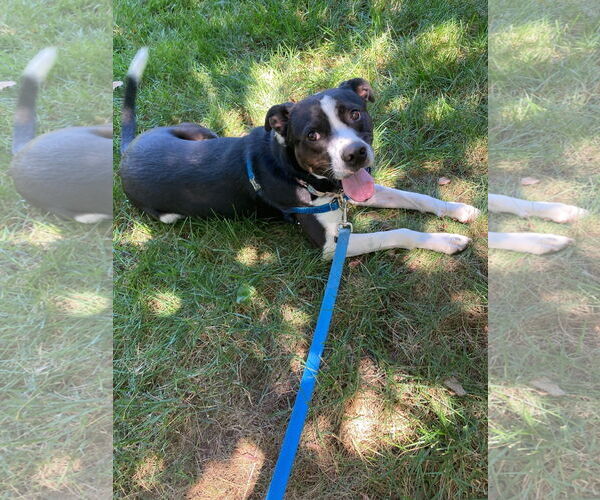 Medium Photo #8 Mutt Puppy For Sale in Virginia Beach, VA, USA