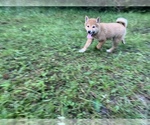 Small Photo #4 Shiba Inu Puppy For Sale in MERRITT IS, FL, USA