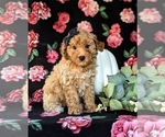 Small Photo #3 Poodle (Toy) Puppy For Sale in KIRKWOOD, PA, USA