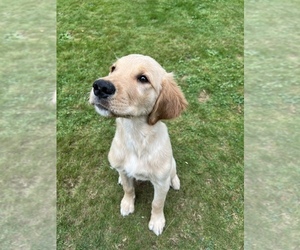 Golden Retriever Puppy for sale in TULALIP, WA, USA