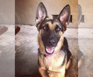 German Shepherd Dog Dogs for adoption in Milpitas, CA, USA