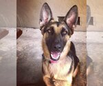 Small Photo #1 German Shepherd Dog Puppy For Sale in Milpitas, CA, USA