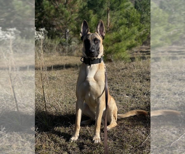 Medium Photo #1 Belgian Malinois Puppy For Sale in NEW YORK, NY, USA