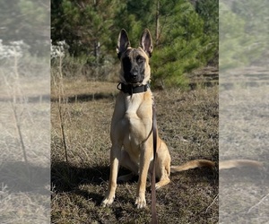 Father of the Belgian Malinois puppies born on 03/14/2025