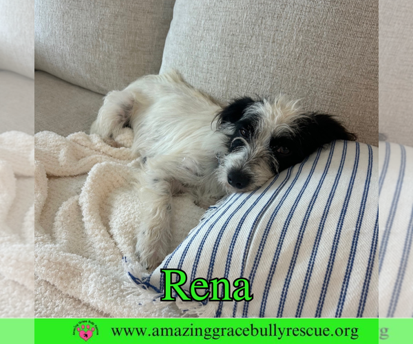 Medium Photo #10 Mutt Puppy For Sale in Pensacola, FL, USA