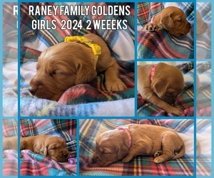 Golden Retriever Puppy for sale in LABADIE, MO, USA