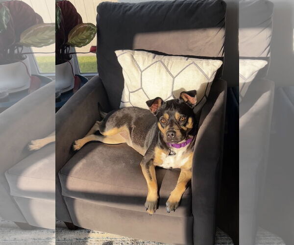 Medium Photo #1 American Staffordshire Terrier-Unknown Mix Puppy For Sale in Holly Springs, NC, USA