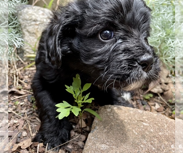 Medium Photo #7 Cavapoo Puppy For Sale in LEICESTER, NC, USA