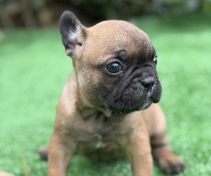 French Bulldog Puppy for sale in HICKORY, NC, USA