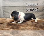 Small Photo #27 Basset Hound Puppy For Sale in BYHALIA, MS, USA