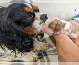 Mother of the Cavalier King Charles Spaniel puppies born on 07/03/2022