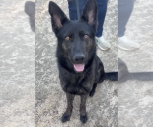 German Shepherd Dog Dogs for adoption in New Hill, NC, USA