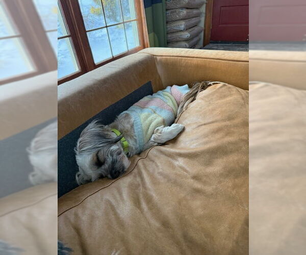Medium Photo #2 Shih Tzu Puppy For Sale in East Derry, NH, USA
