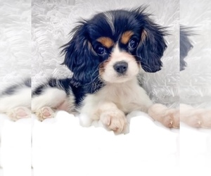 Cavalier King Charles Spaniel Puppy for sale in DICKINSON, TX, USA