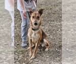 Small #2 Rat Terrier Mix