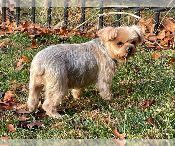 Medium Photo #4 Mutt Puppy For Sale in Allentown,, PA, USA