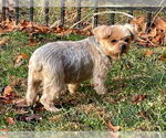 Small #3 Mutt
