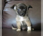 Small #2 Chihuahua