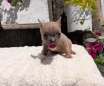 Small Photo #59 French Bulldog Puppy For Sale in GOSHEN, IN, USA