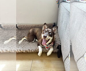Nani Athens - Female Australian Kelpie-Siberian Husky Mix Dog for Adoption - Photo #11