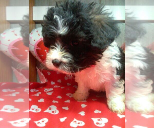 Medium Photo #3 Zuchon Puppy For Sale in ELROY, WI, USA