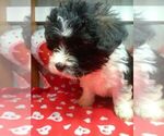 Small Photo #3 Zuchon Puppy For Sale in ELROY, WI, USA