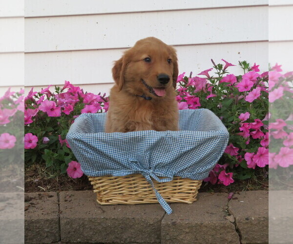 Medium Photo #25 English Cream Golden Retriever Puppy For Sale in ATHENS, WI, USA