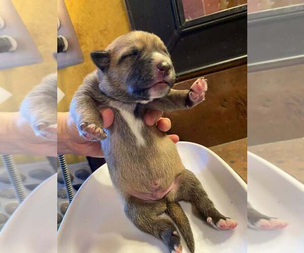 Medium Photo #8 Mutt Puppy For Sale in Imlay City, MI, USA