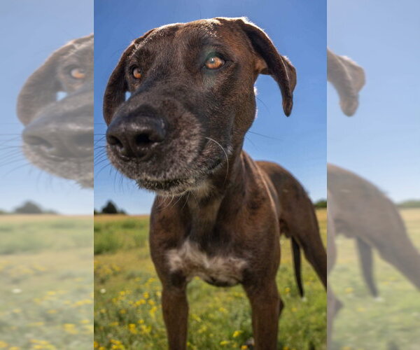 Medium Photo #19 Great Dane-Labrador Retriever Mix Puppy For Sale in Bullard, TX, USA