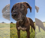 Small #18 Great Dane-Labrador Retriever Mix