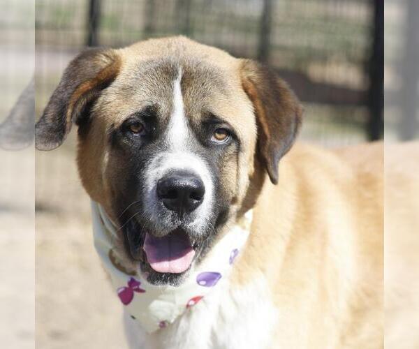 Medium Photo #1 Saint Bernard Puppy For Sale in San Antonio, TX, USA