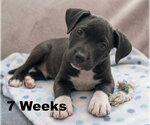 Journey - Female Boxador Dog for Adoption - Small photo