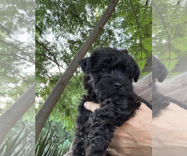 Medium Photo #16 Poocan Puppy For Sale in FAIR OAKS, CA, USA