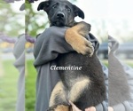 Small Photo #11 German Shepherd Dog-Siberian Husky Mix Puppy For Sale in COLUMBUS, OH, USA