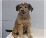 Caramel - Female Labrador Retriever Dog for Adoption - Small photo