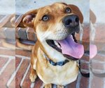 Small #2 Labrador Retriever Mix