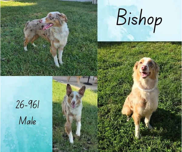 Medium Photo #1 Australian Shepherd-Unknown Mix Puppy For Sale in Georgetown, KY, USA