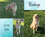 Small Australian Shepherd Mix