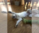 Small #4 Great Pyrenees