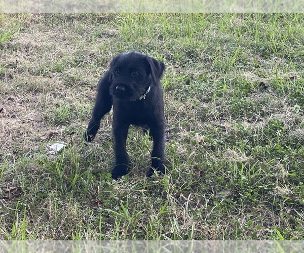 Medium Photo #1 Schnauzer (Giant) Puppy For Sale in CLEVELAND, TX, USA