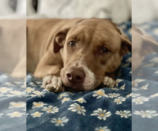 Medium Photo #6 American Pit Bull Terrier-Labrador Retriever Mix Puppy For Sale in Brewster, NY, USA